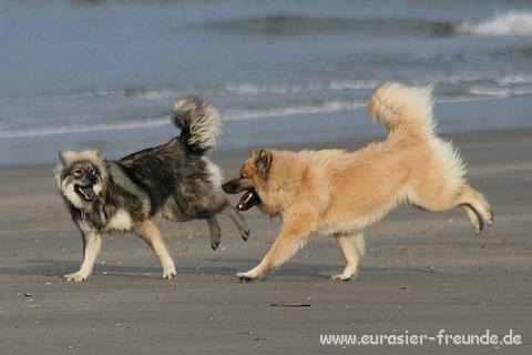 (Foto Goslar)_daenemark_2010_IMG_9828_Blavand_Strand.jpg